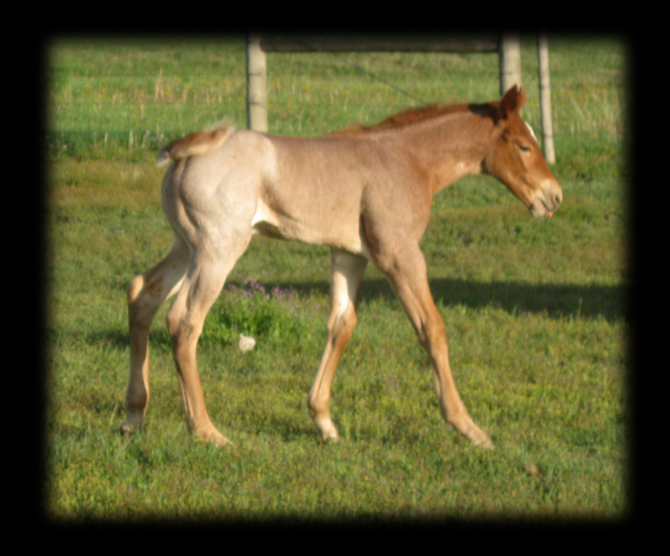 Joe Hancock, Blue Belle Warrior, red roan filly